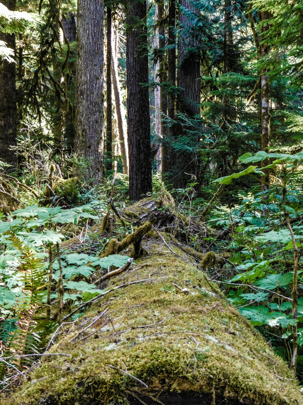 a moss covered log in the middle of a forest