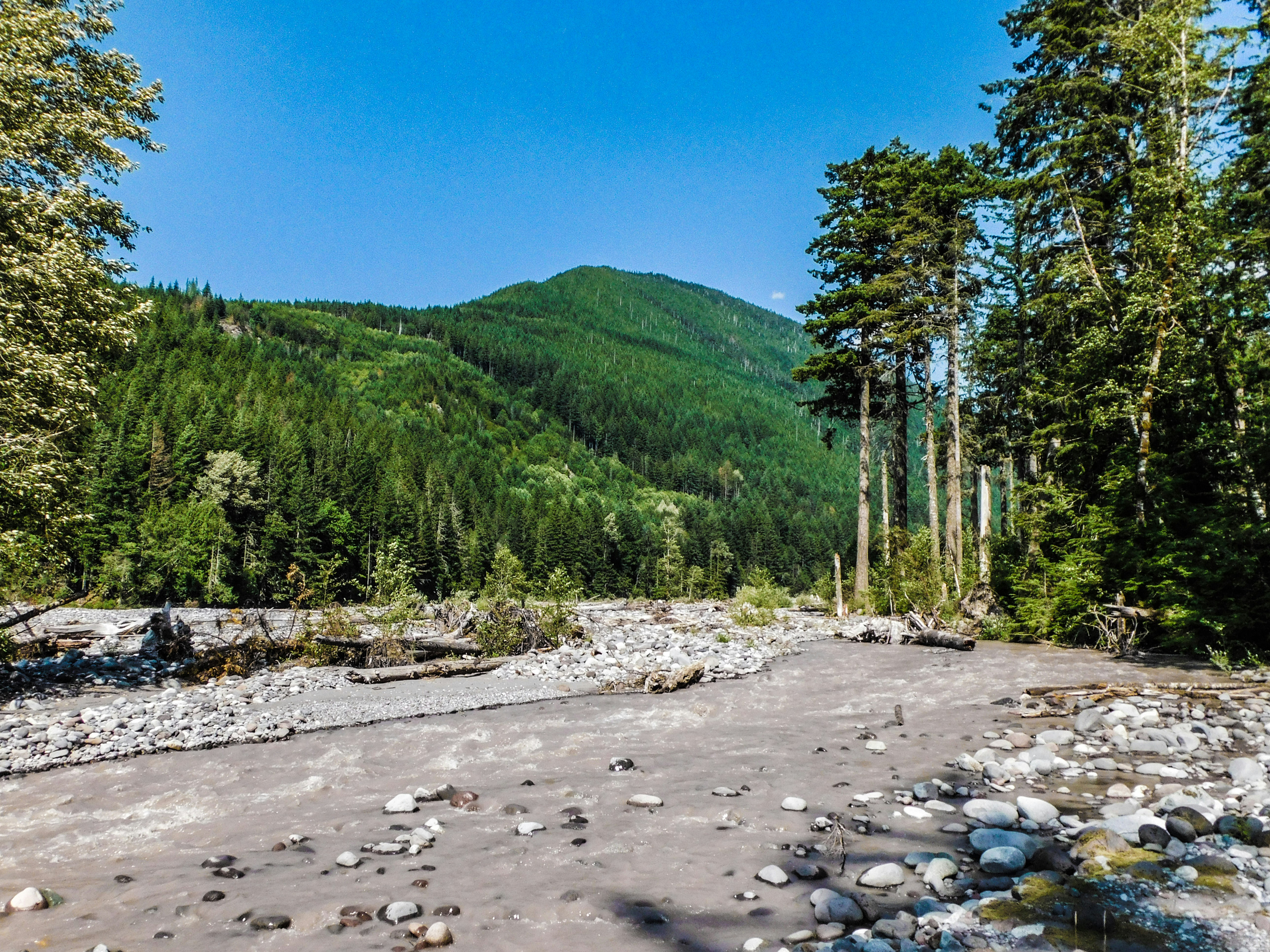 River Running Through a Lush Green Forest