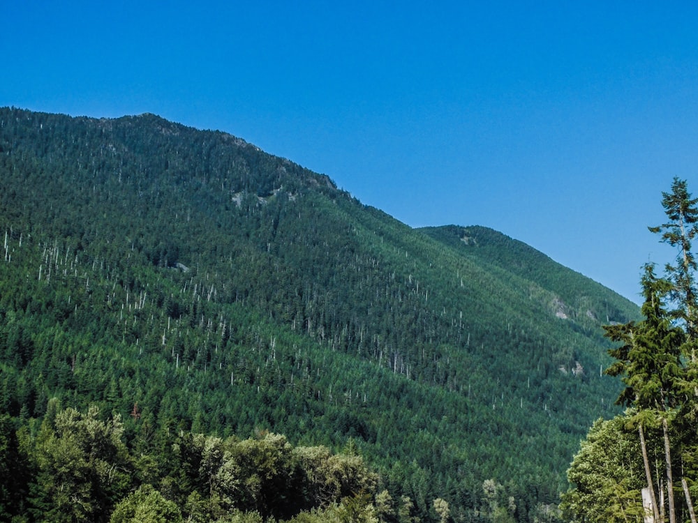 a herd of sheep grazing on a lush green hillside