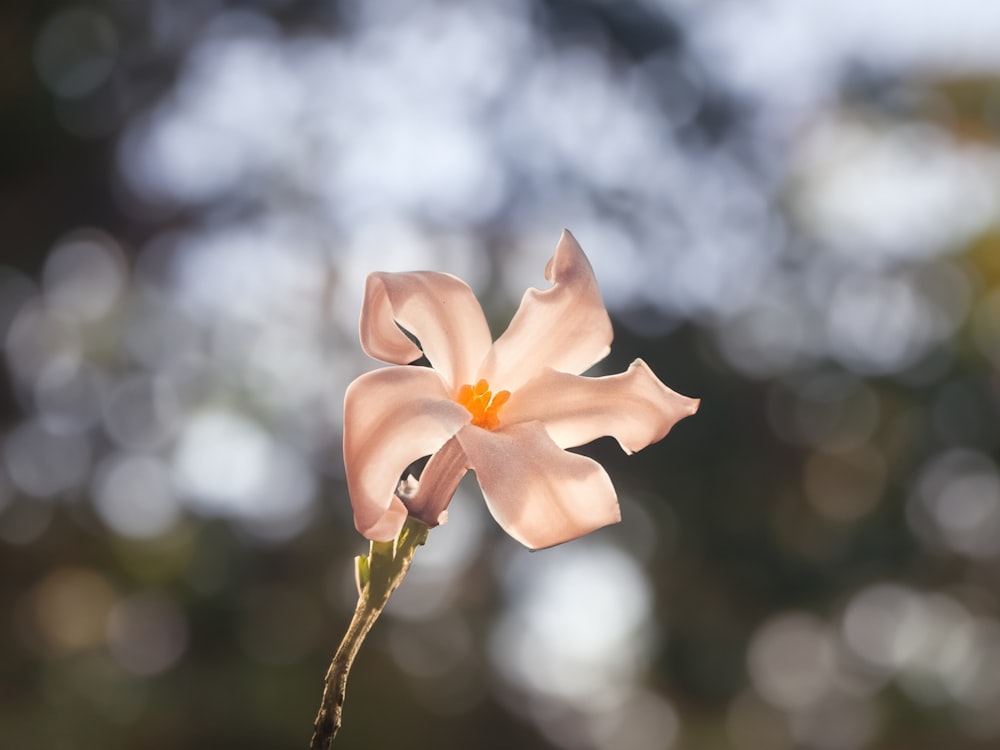 a single pink flower with a blurry background