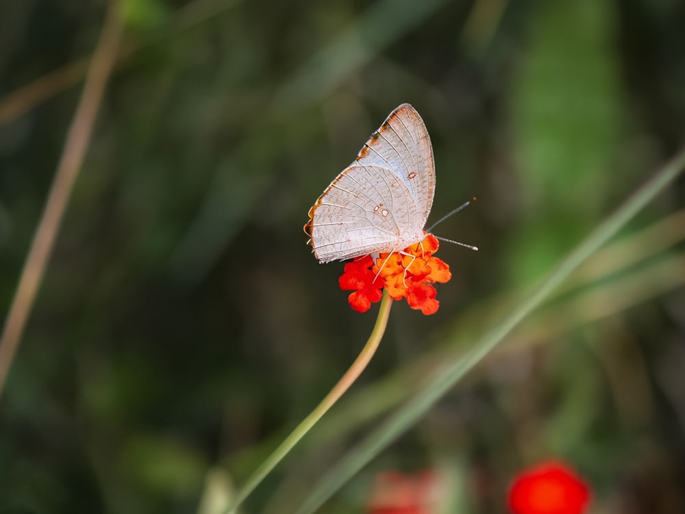 una farfalla bianca seduta sopra un fiore rosso