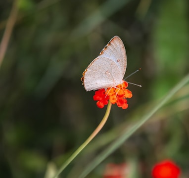 a white butterfly sitting on top of a red flower