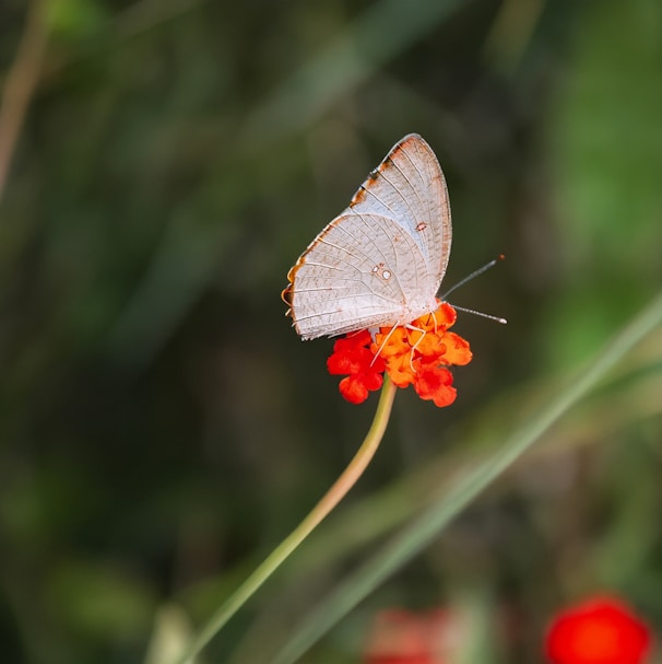 a white butterfly sitting on top of a red flower