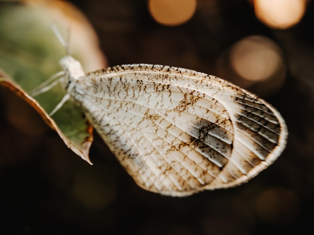 a close up of a butterfly on a leaf