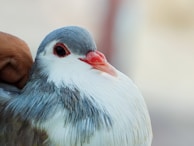 A close-up of a rescued bird being cared for by wildlife rehabilitators.