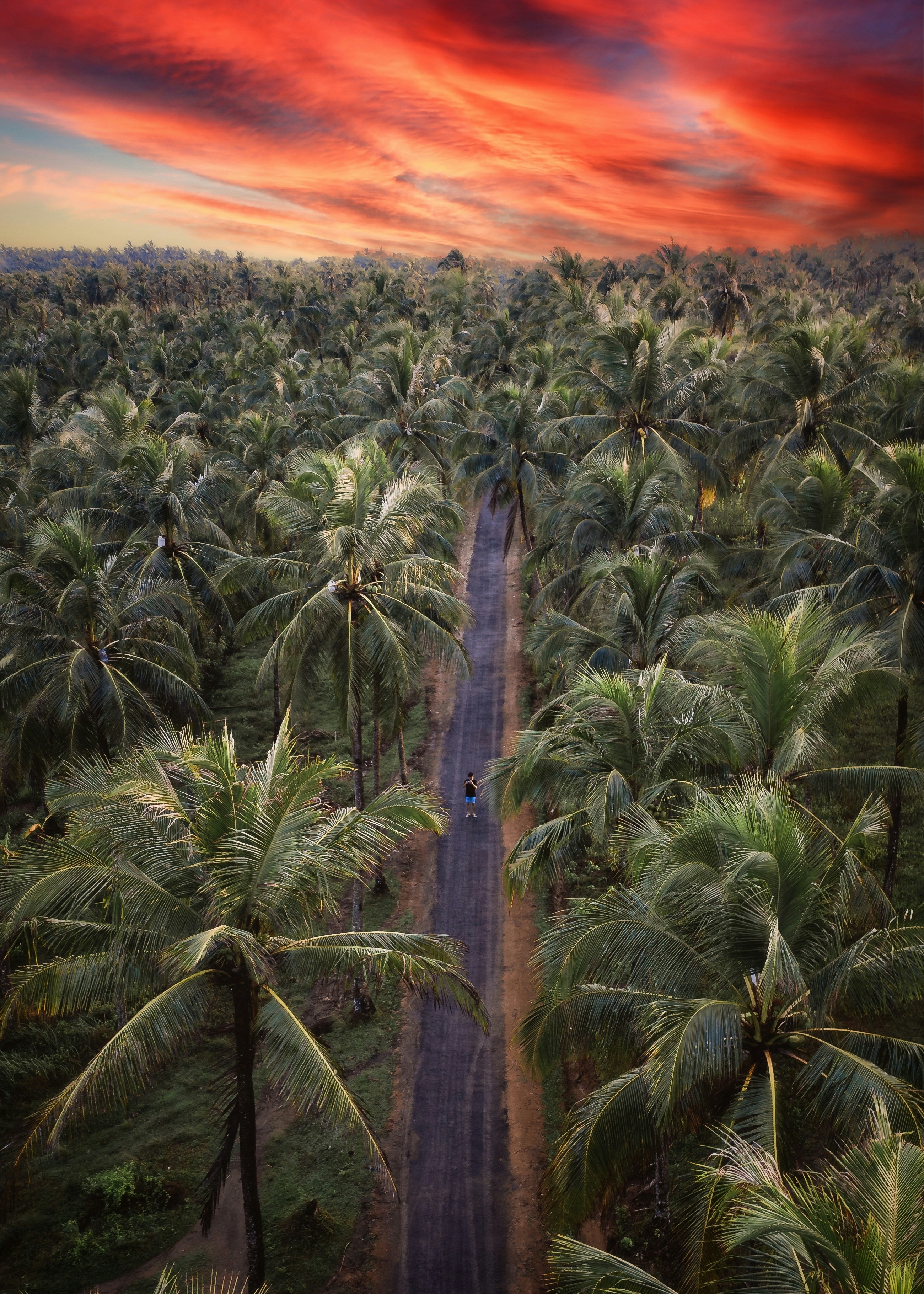 pemandangan udara jalan yang dikelilingi oleh pohon palem