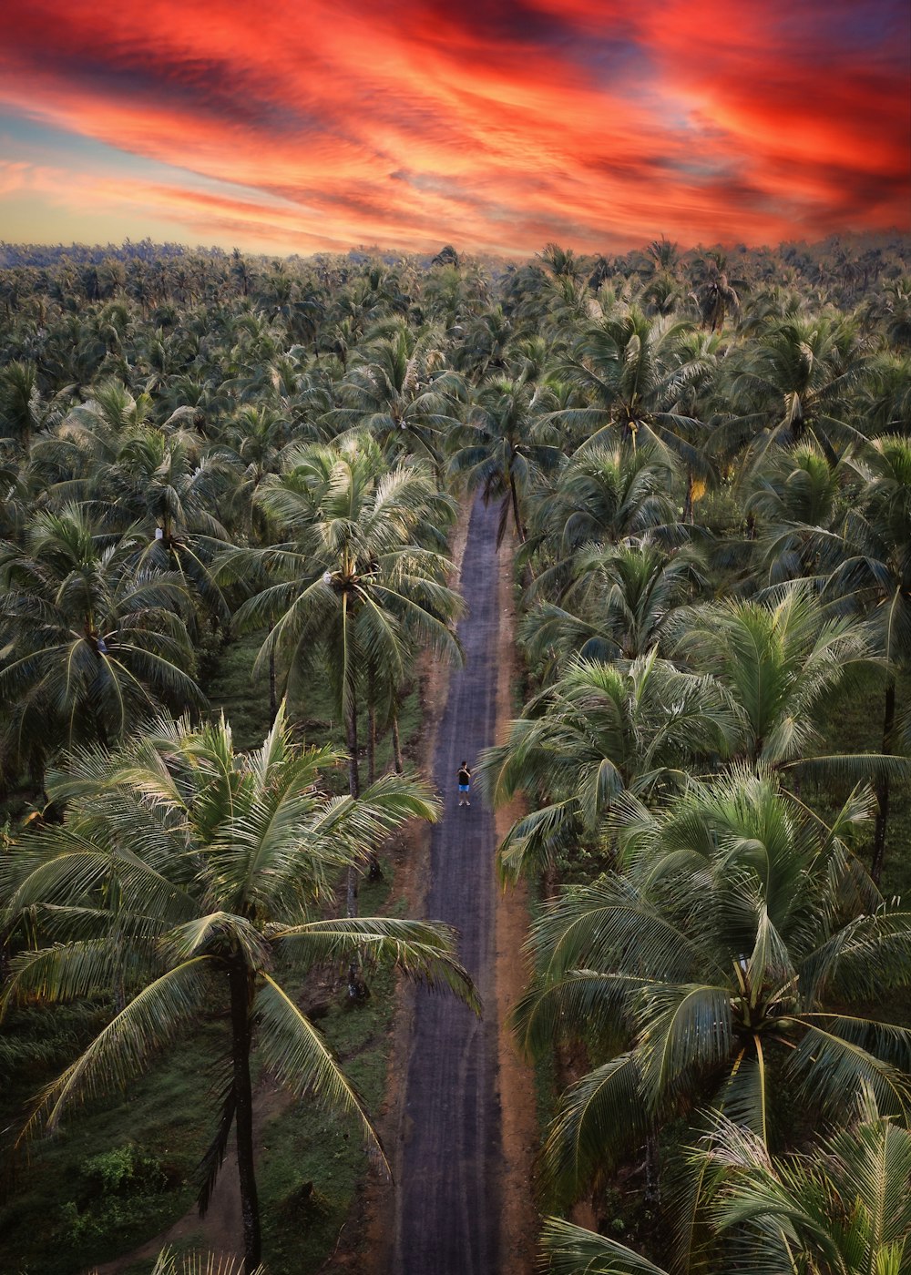 an aerial view of a road surrounded by palm trees