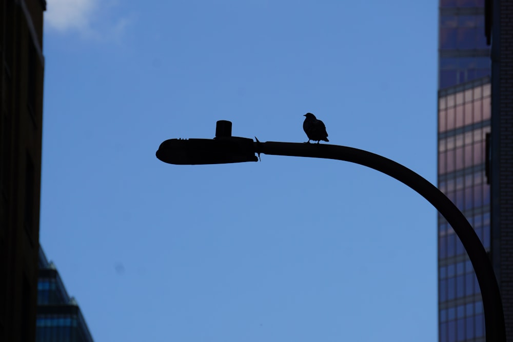 a couple of birds sitting on top of a street light