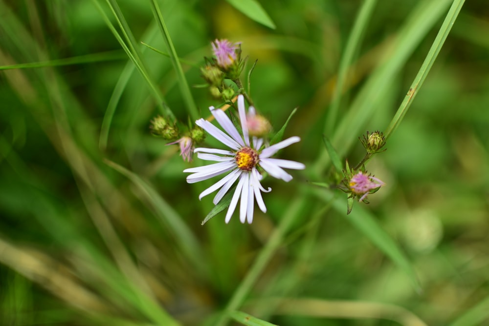 a close up of a small white flower