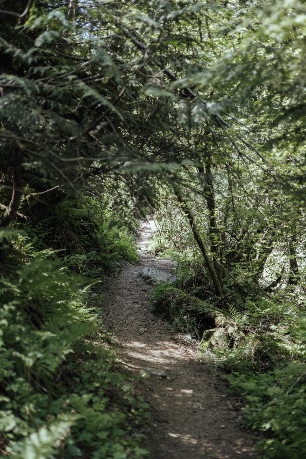 a path in the middle of a forest with lots of trees