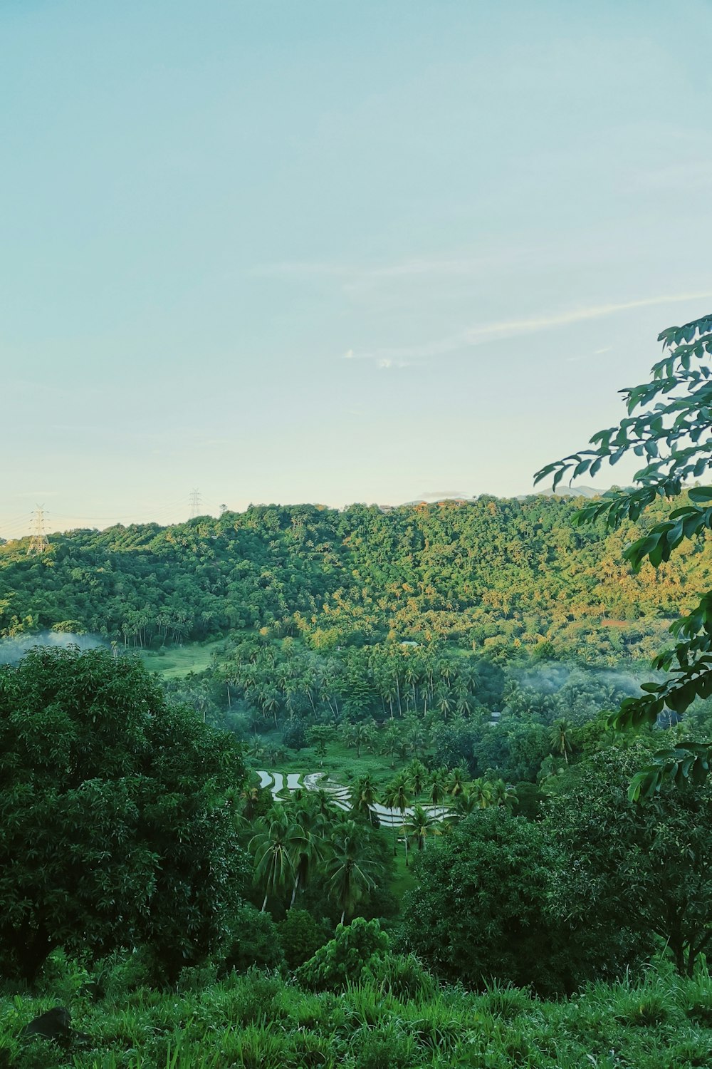 a lush green forest filled with lots of trees