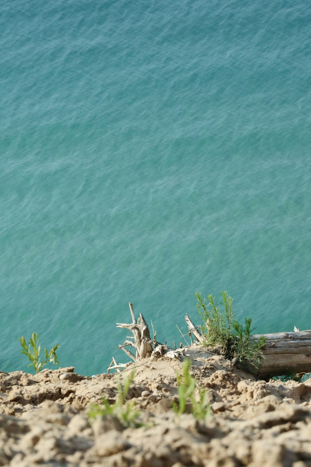 a bird is sitting on a rock near the water