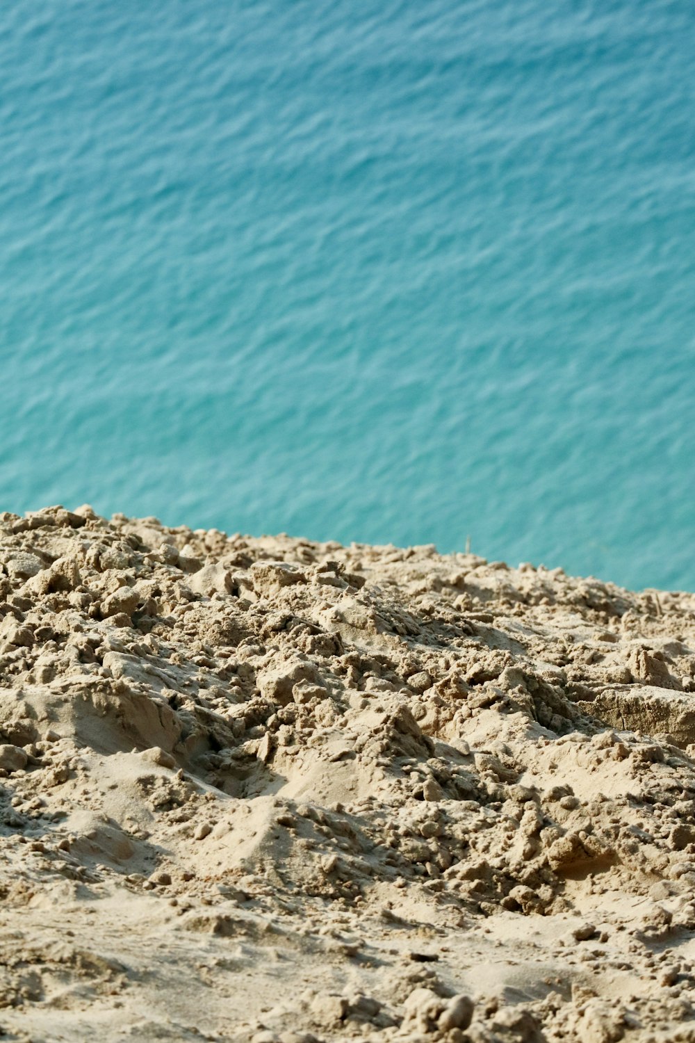 a bird sitting on a sandy beach next to the ocean