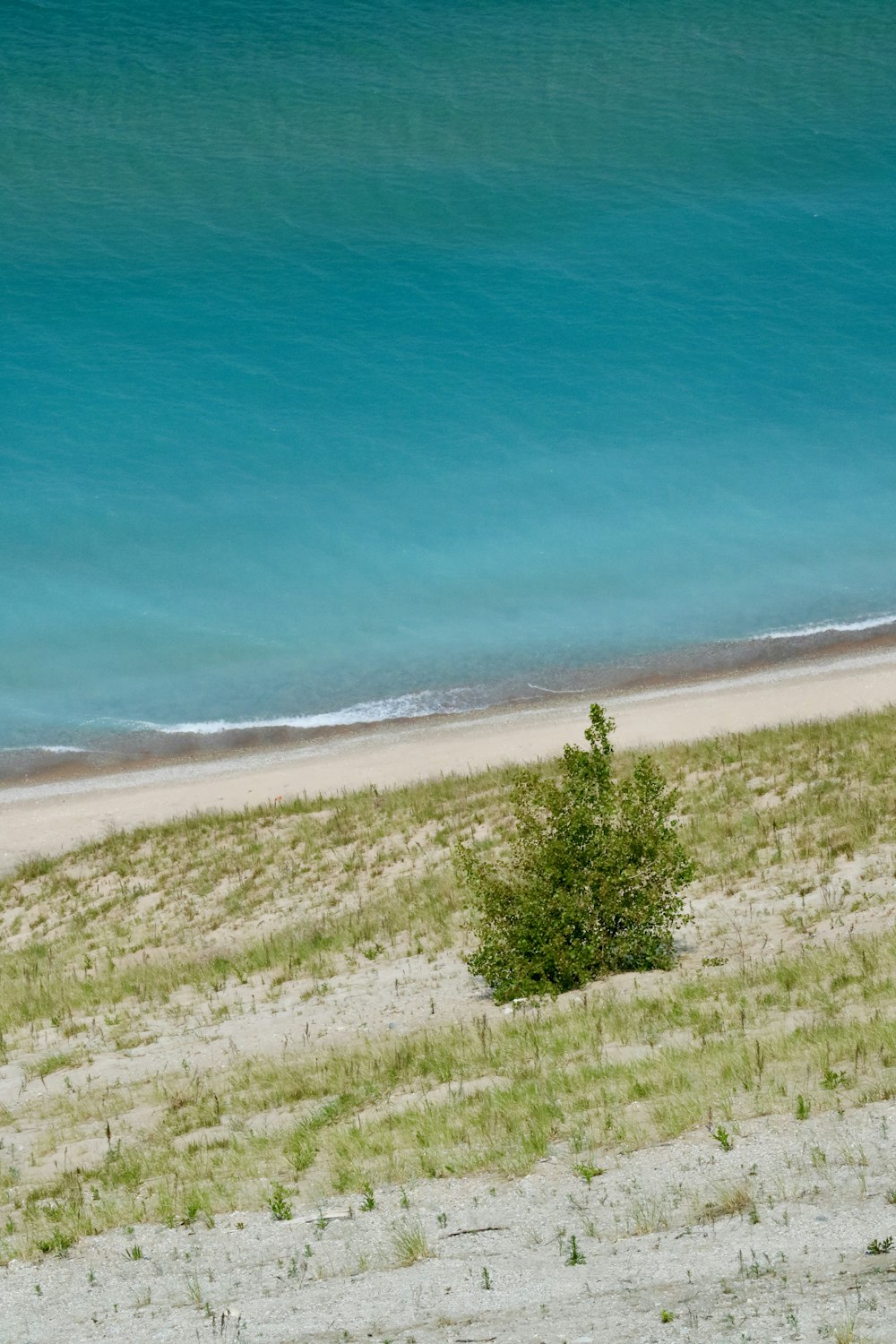 a lone tree on a sandy beach next to the ocean