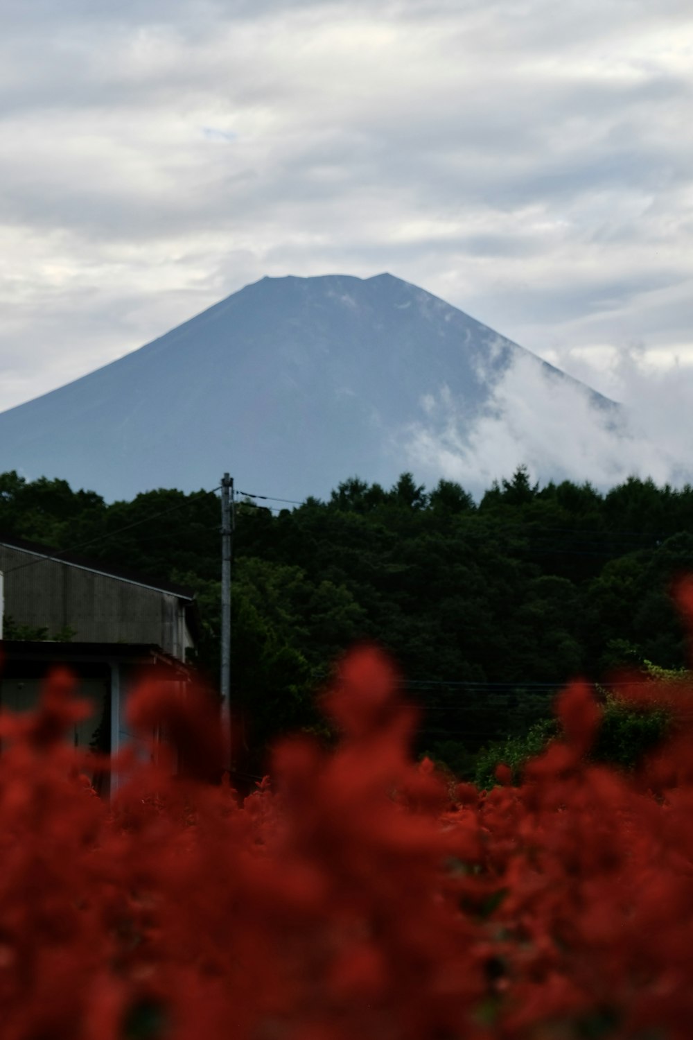 a view of a mountain with trees in the foreground