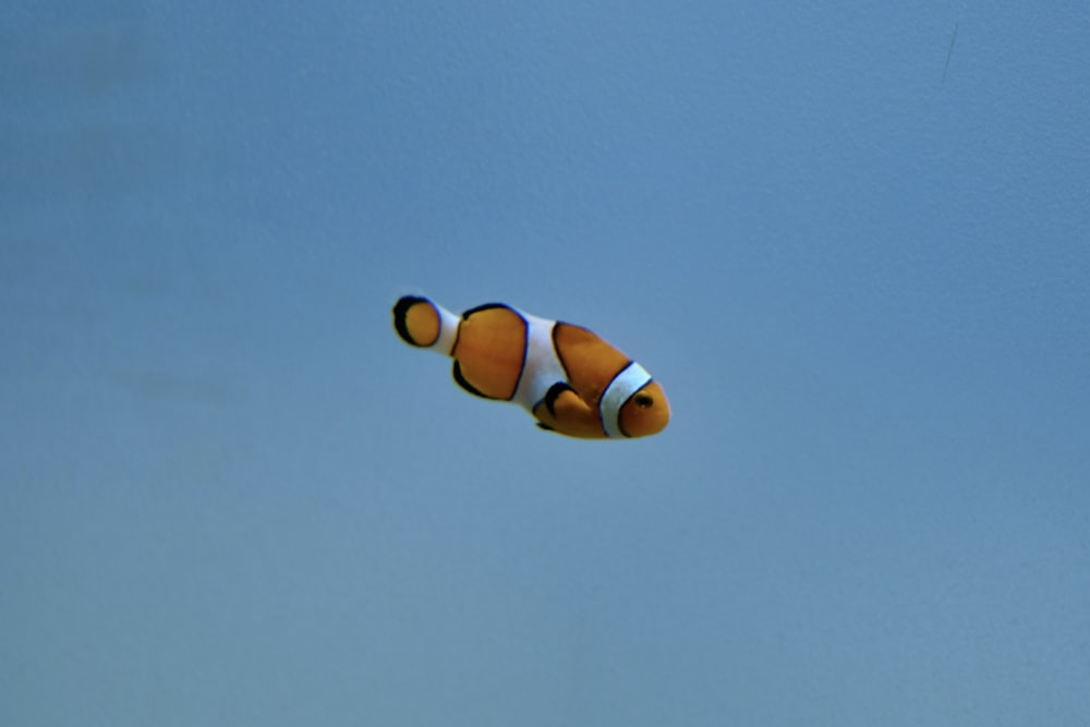 a clown fish floating in the air on a sunny day