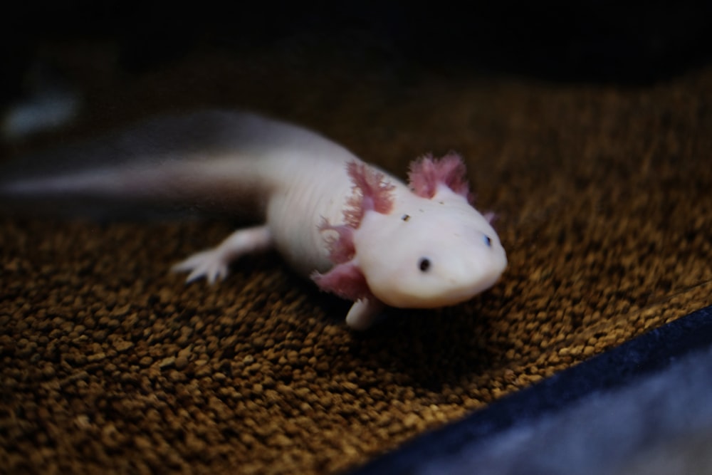 a white gecko laying on a brown carpet
