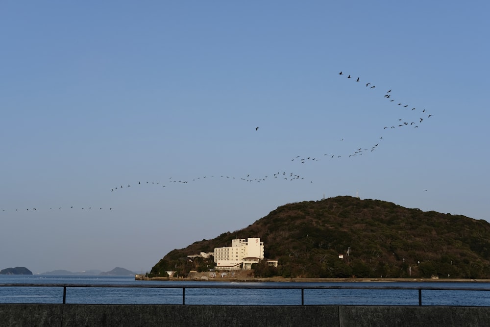 a flock of birds flying over a body of water