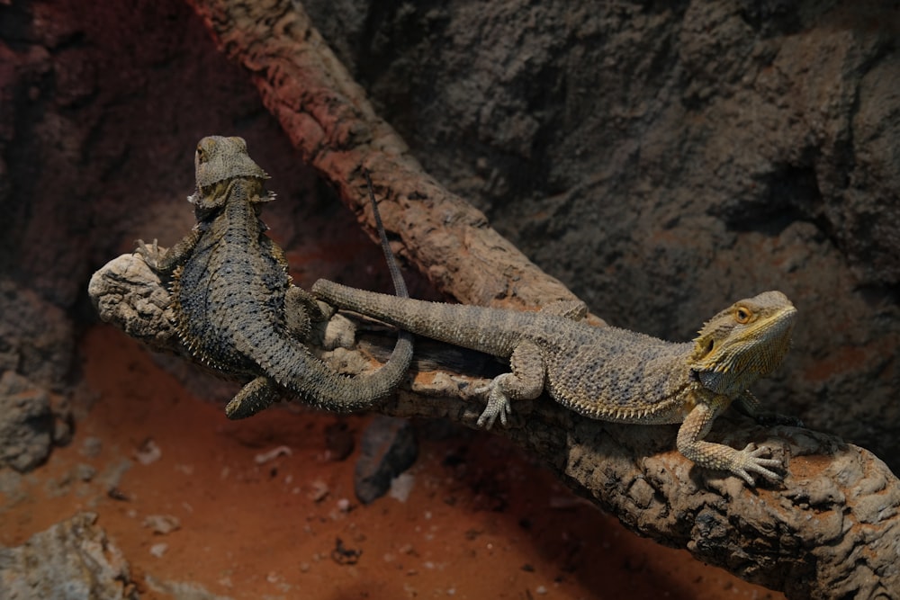 two lizards sitting on a tree branch in a zoo