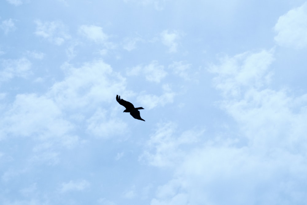 a bird flying through a cloudy blue sky