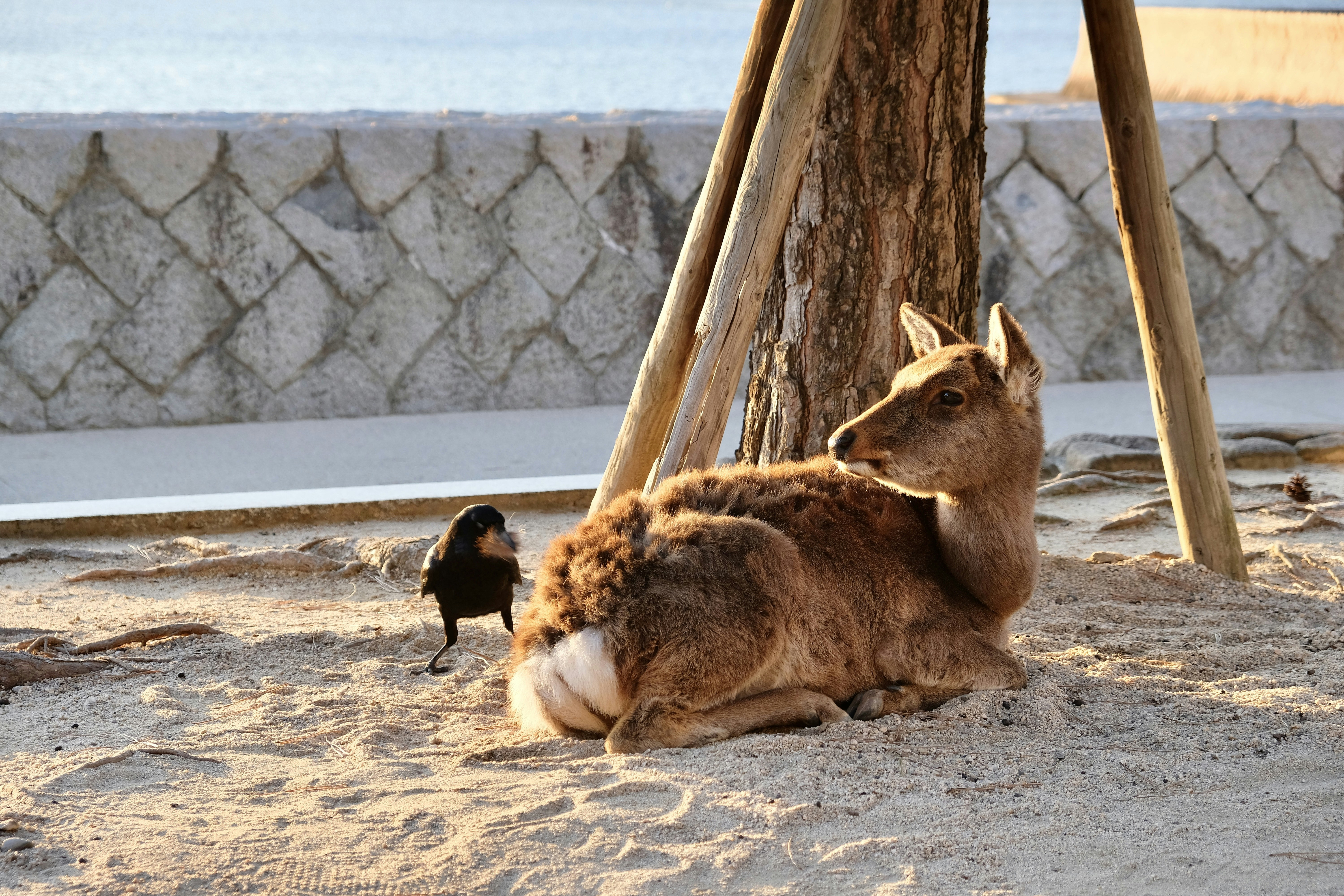 Stay online in the Guinea-Bissau with a prepaid eSIM from eSIMlii. Instant activation, no roaming charges, and reliable coverage.