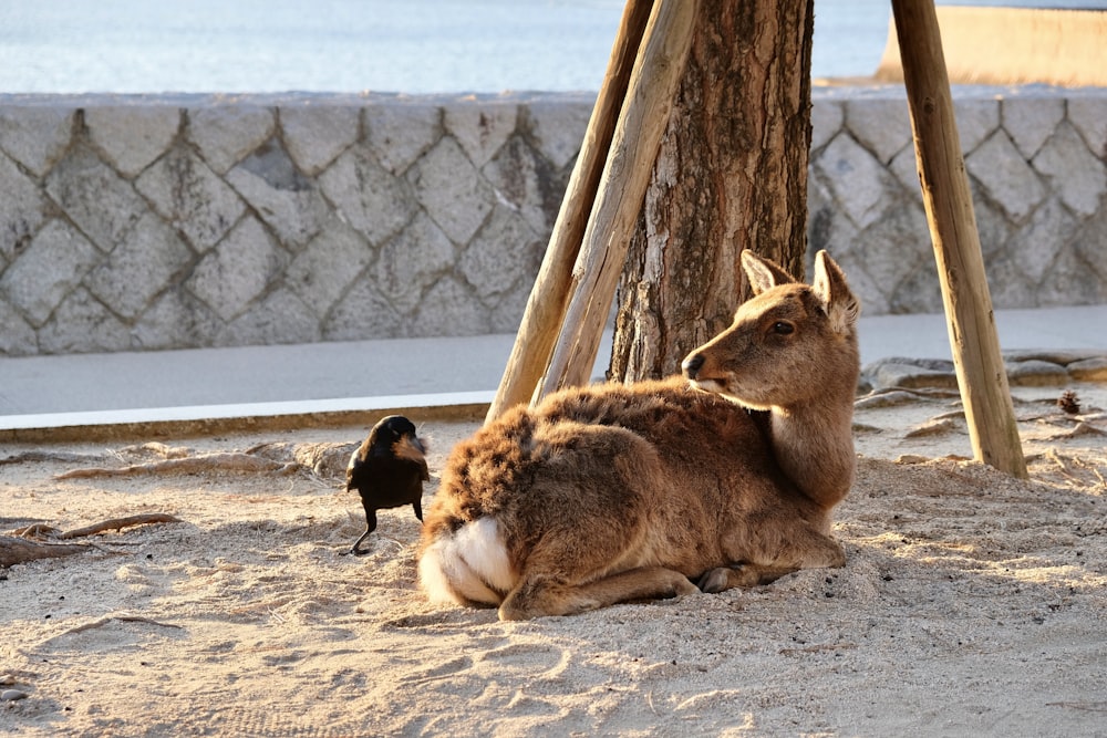 a couple of animals that are sitting in the sand