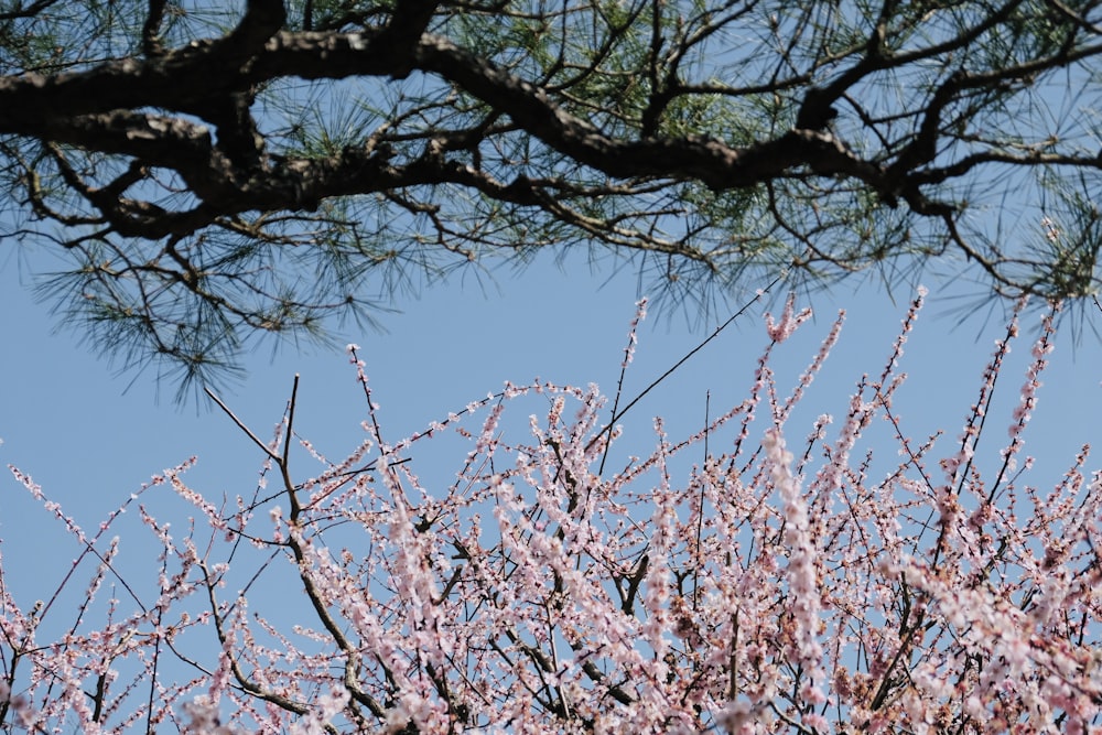 a bird is perched on a branch of a tree