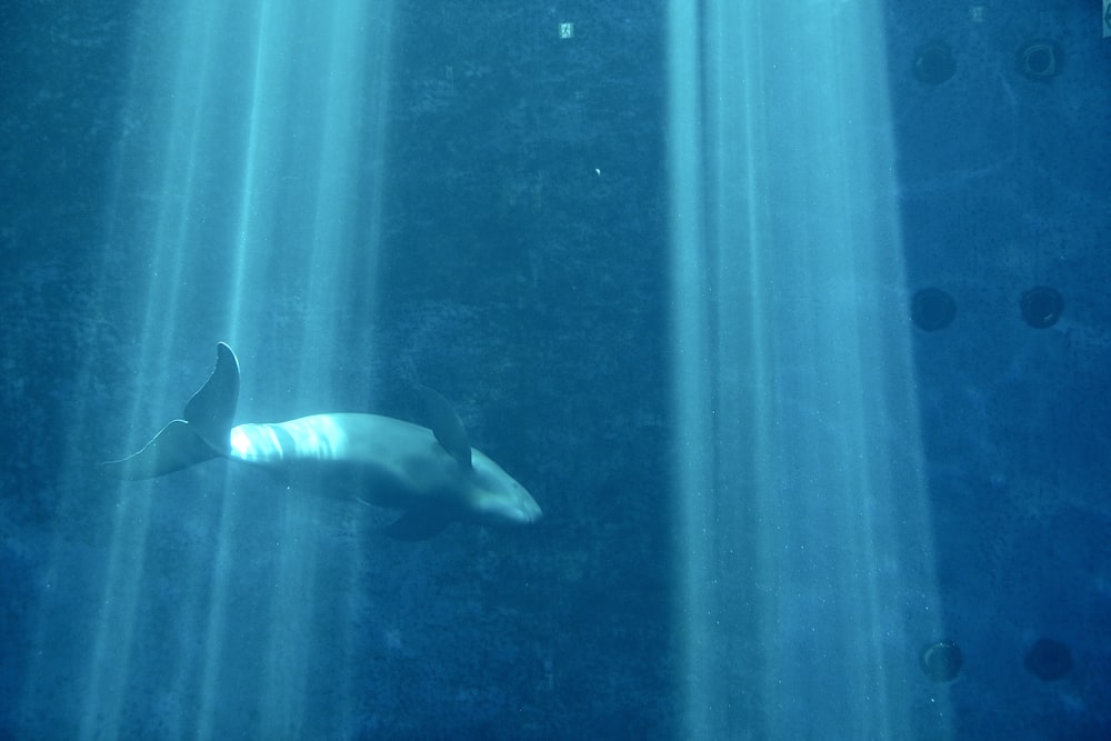 a dolphin swims in the water near the surface of the ocean