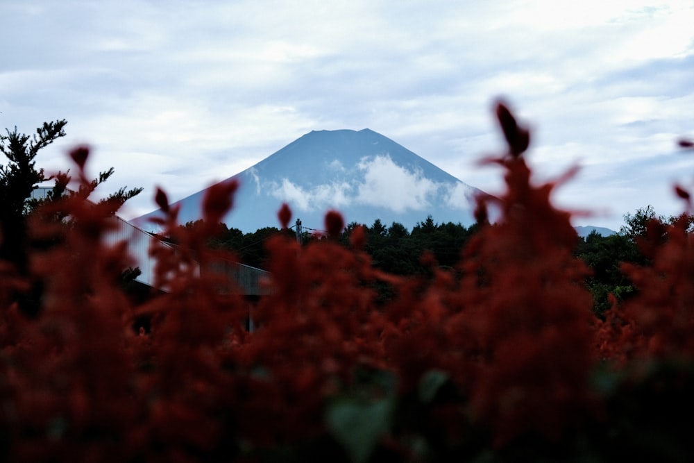 a mountain in the distance with red flowers in the foreground