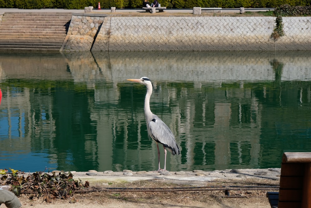 a large bird standing next to a body of water