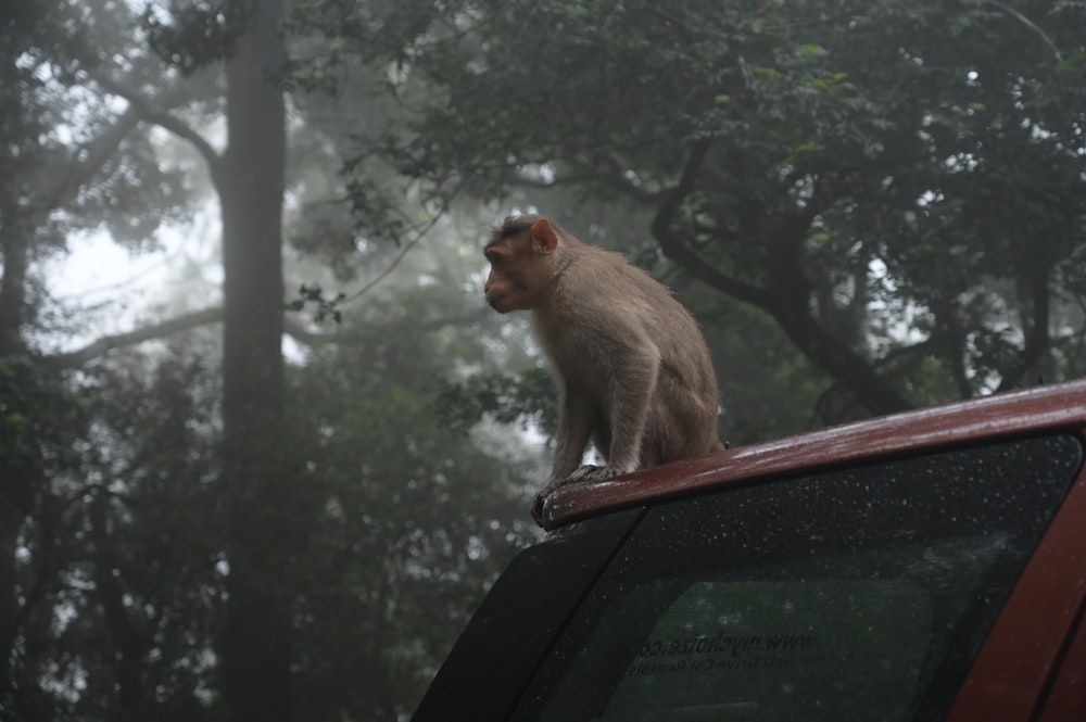 a monkey sitting on the roof of a car