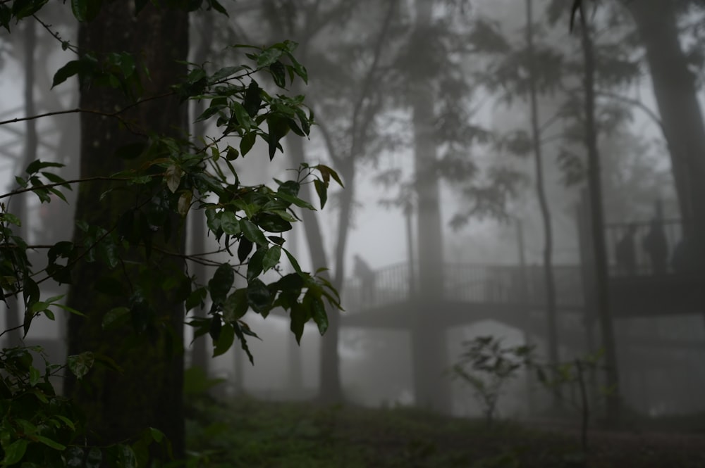 a foggy forest with a bridge in the distance