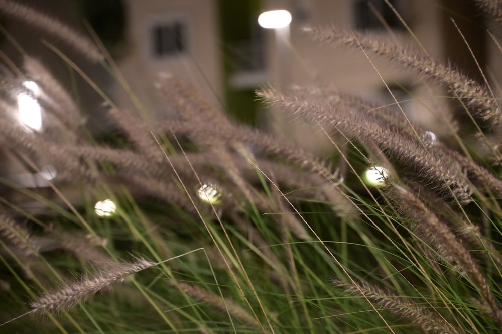 a close up of a bunch of grass with lights in the background