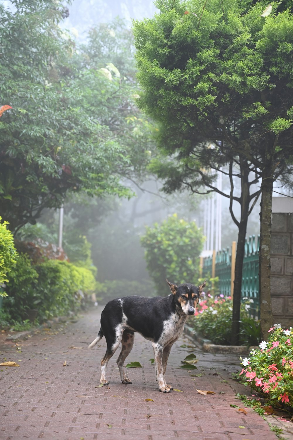 a black and white dog standing on a brick walkway