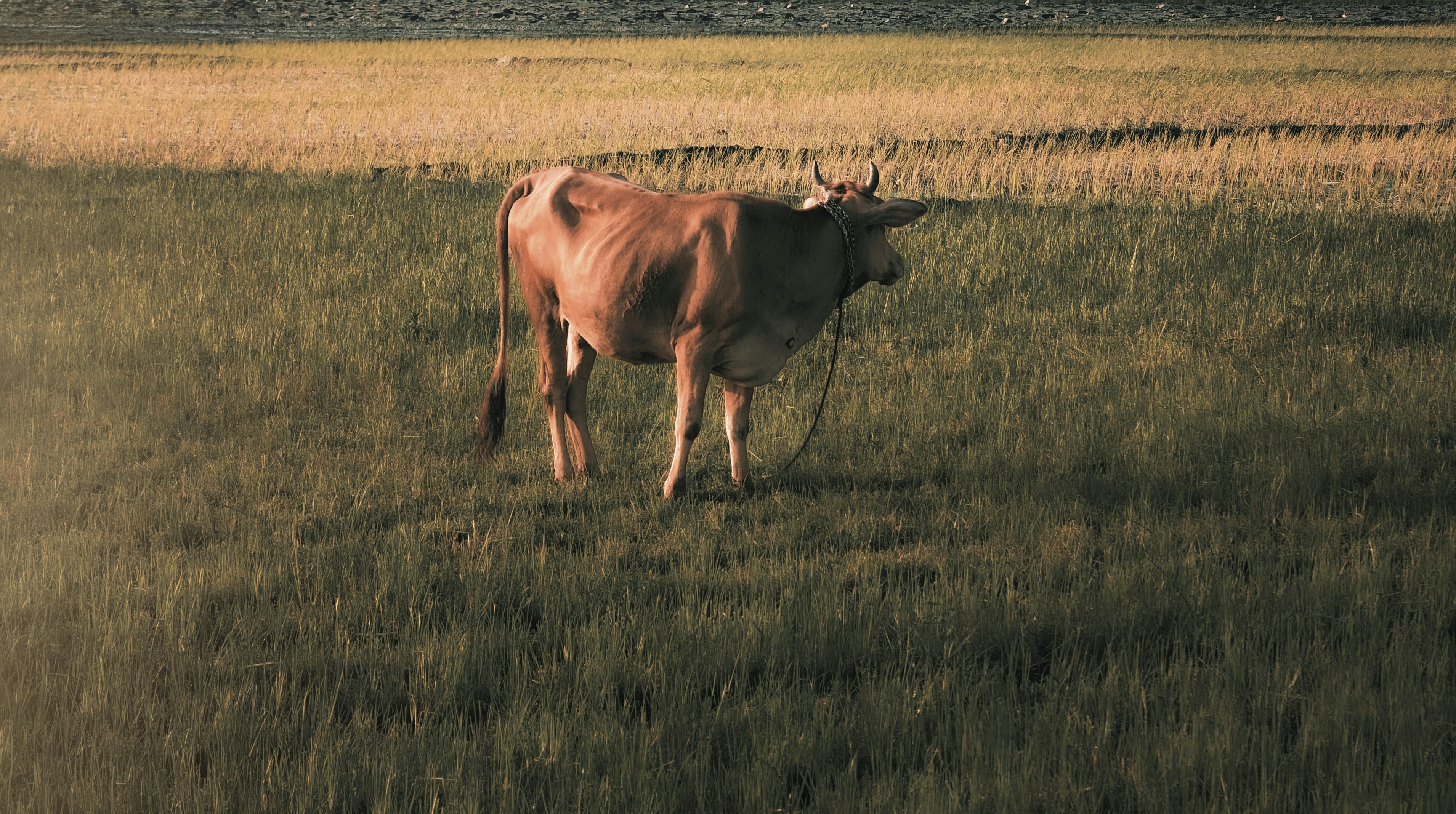 Image of ਤਾਰਾ ਕਲੋਜ਼ ਅੱਪ ਫੀਡ