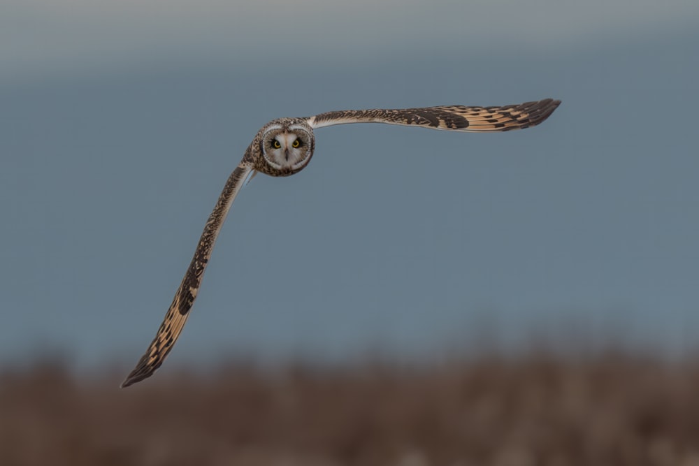 翼を広げて空を飛ぶフクロウ