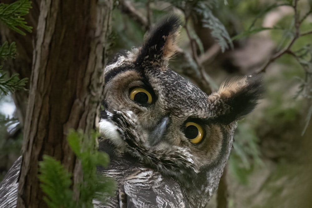 a close up of an owl in a tree