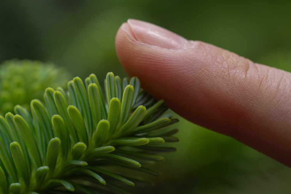 a close up of a person's finger touching a green plant