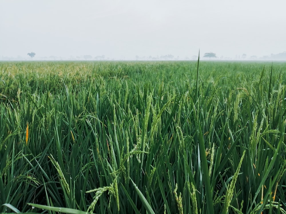 a field of tall green grass with a foggy sky in the background