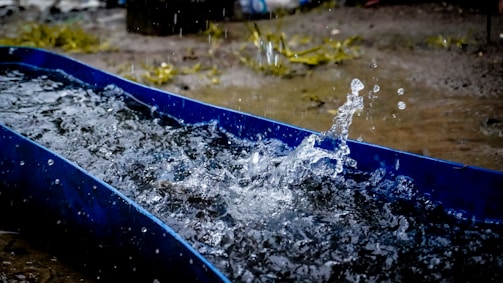 Water splashes dynamically from a blue container, with droplets visibly suspended in the air. The ground is wet and slightly blurred vegetation can be seen in the background.
