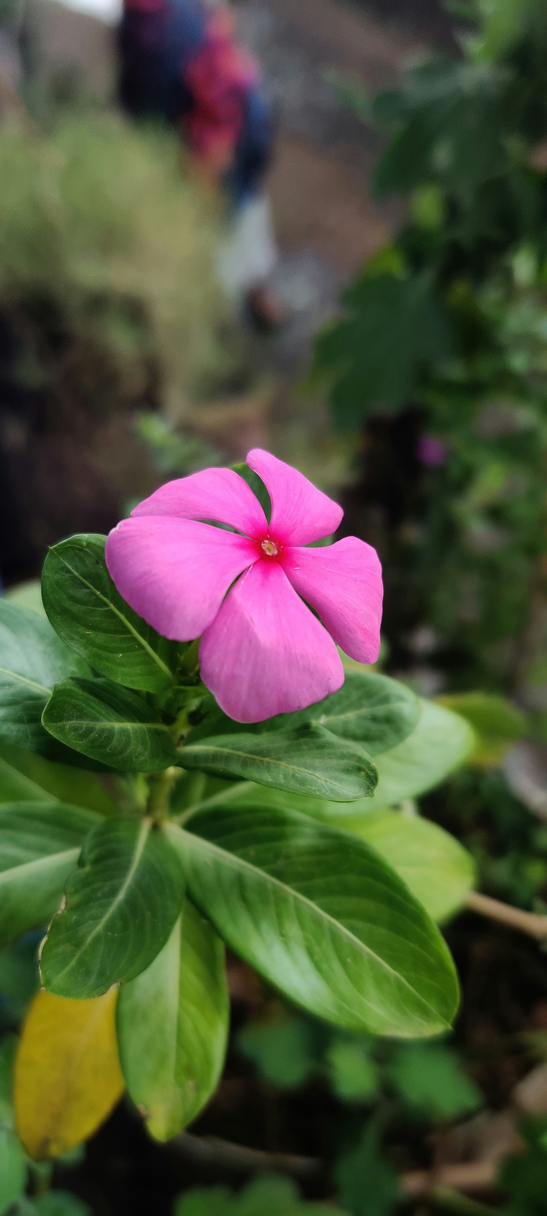 Photo by shraddha_12