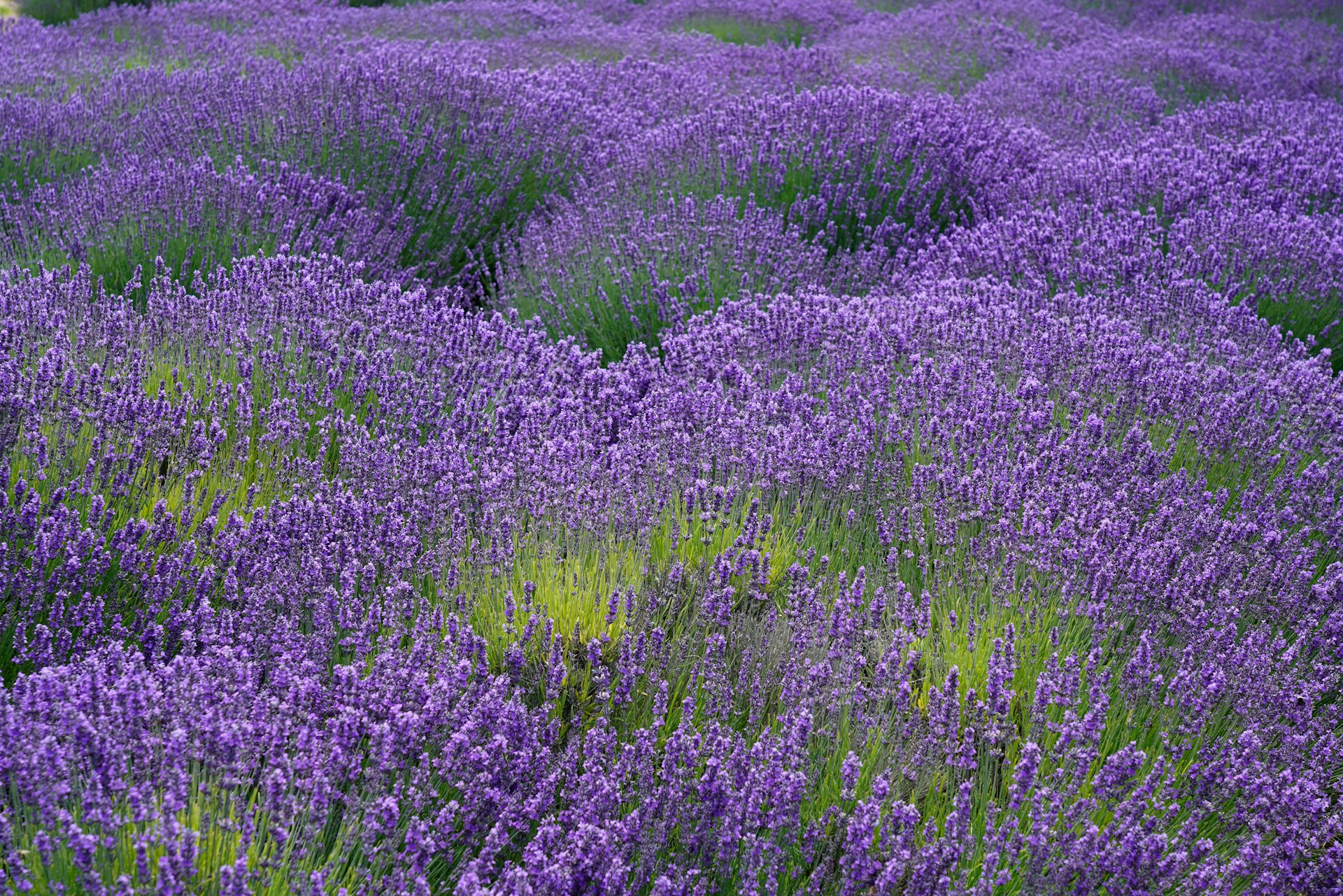 a field full of purple flowers with green stems