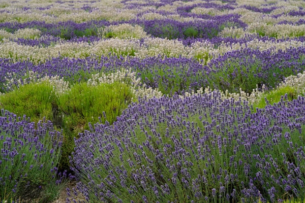 A vast field of lavender flowers in full bloom, showcasing alternating rows of vibrant purple and soft white hues. The lush greenery is interspersed between the rows, creating a serene and picturesque landscape. The gentle undulations of the field add depth and texture to the scene.