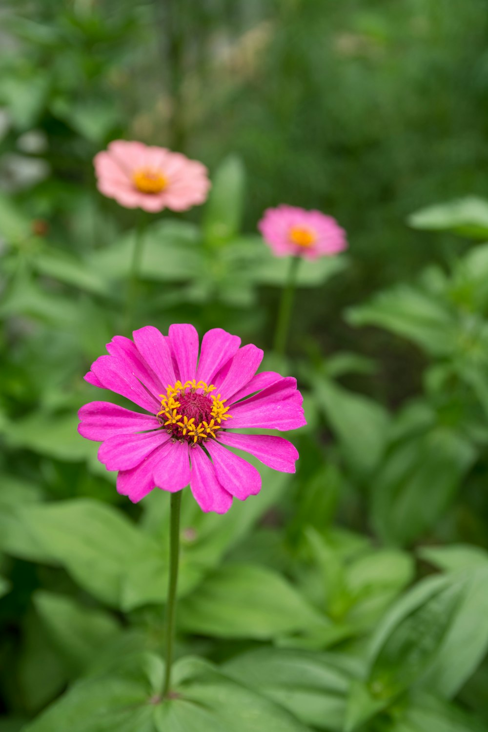 a close up of a pink flower in a field