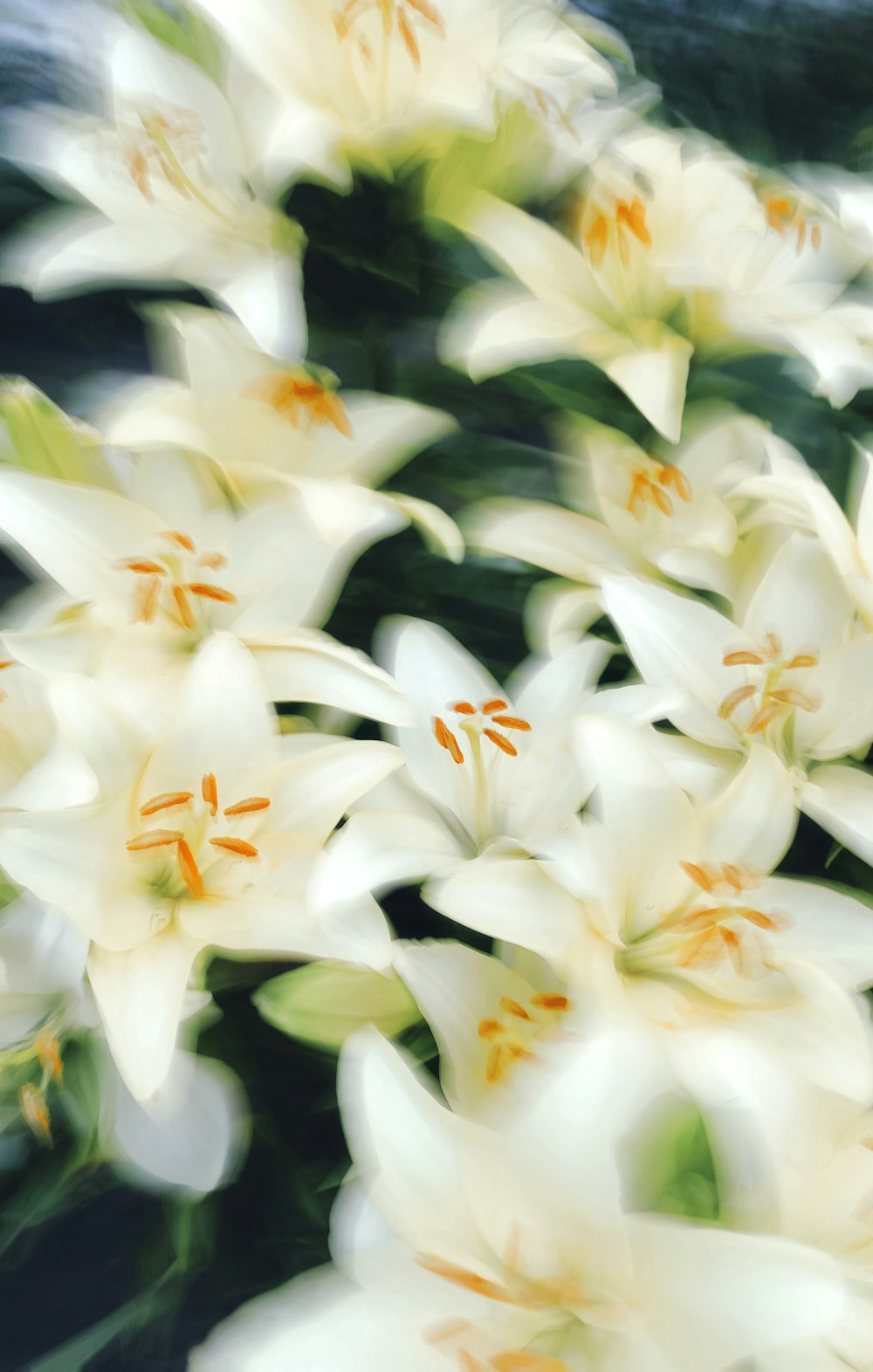 a bunch of white lilies in a vase