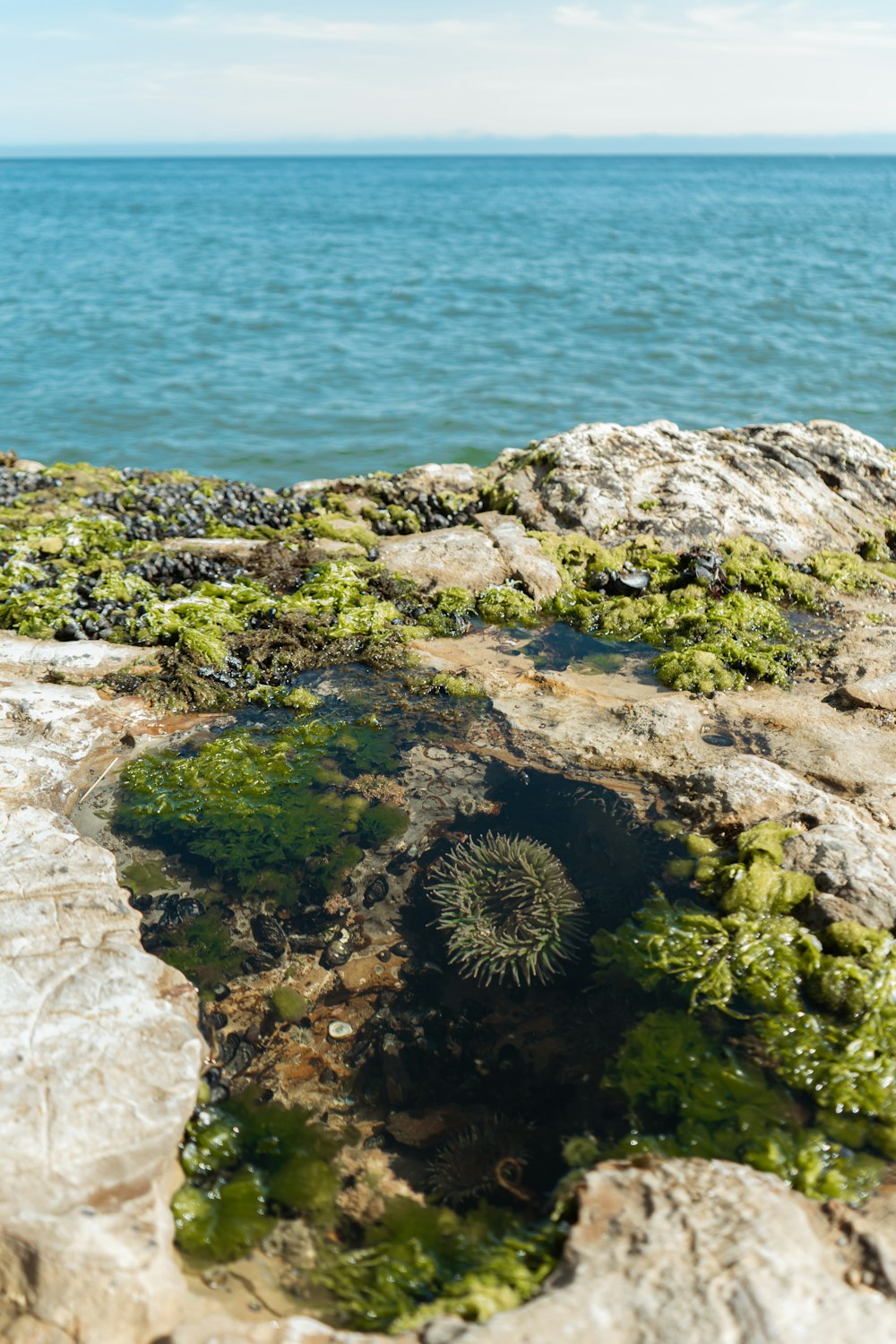 a rock formation with plants growing out of it