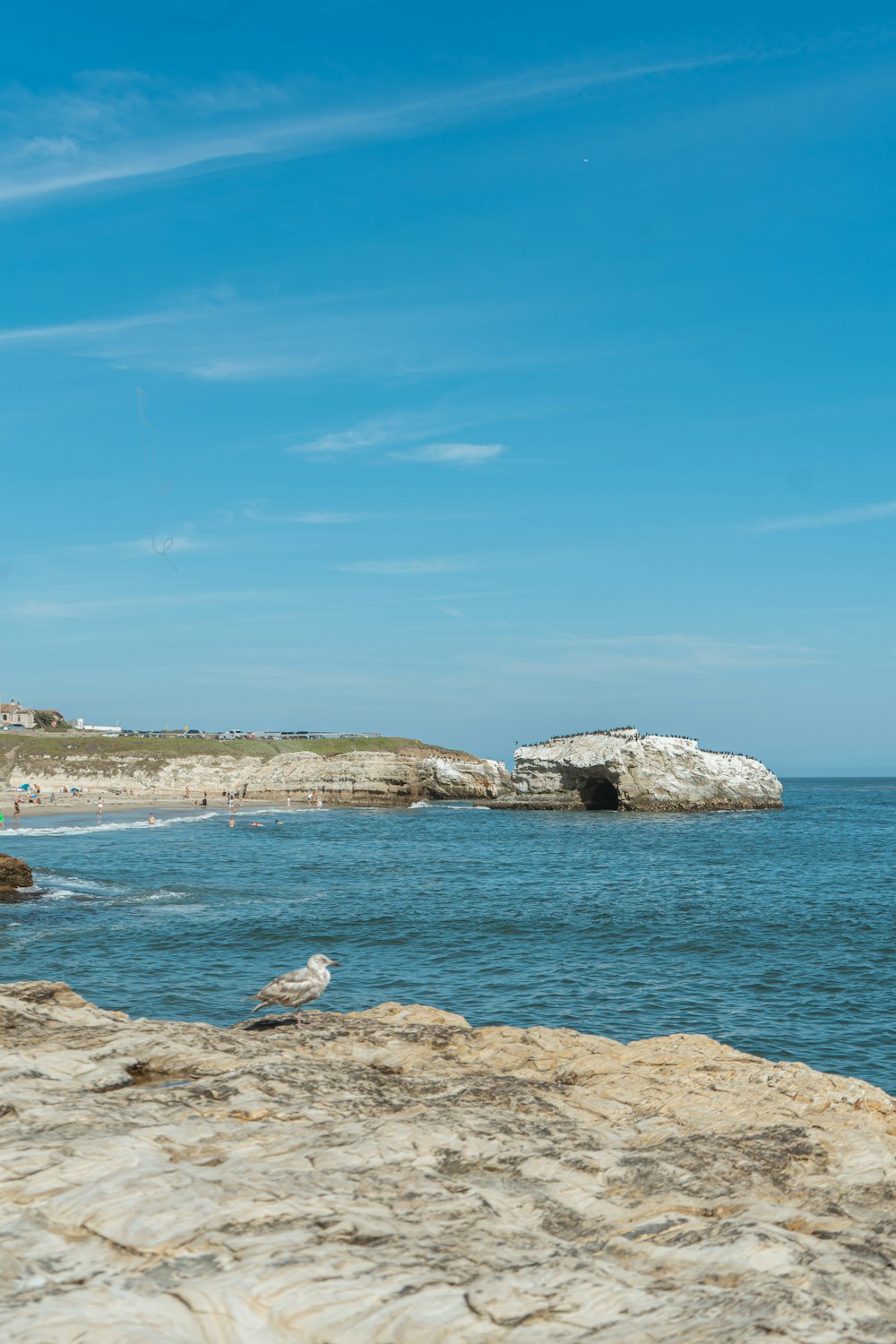 a bird sitting on a rock near the ocean