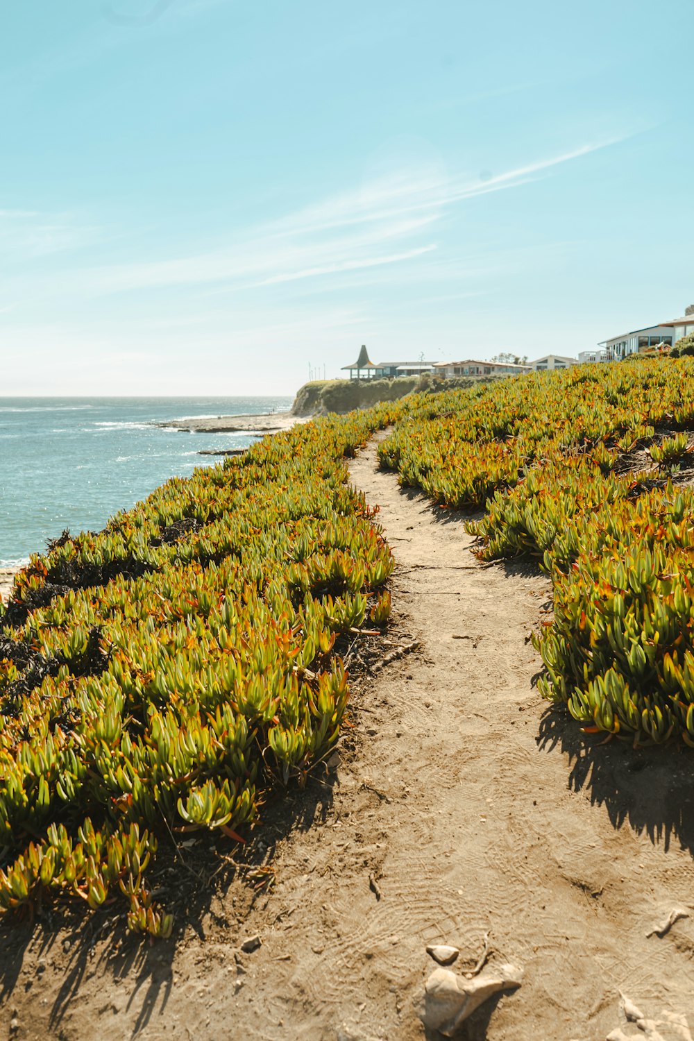 a dirt path leading to the ocean with plants growing on it