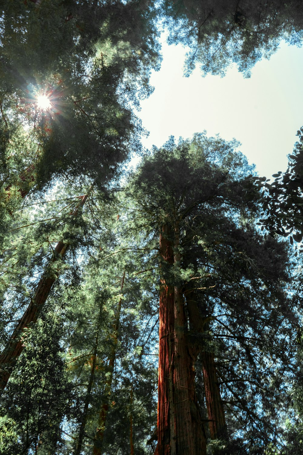 the sun shines through the tall trees in the forest