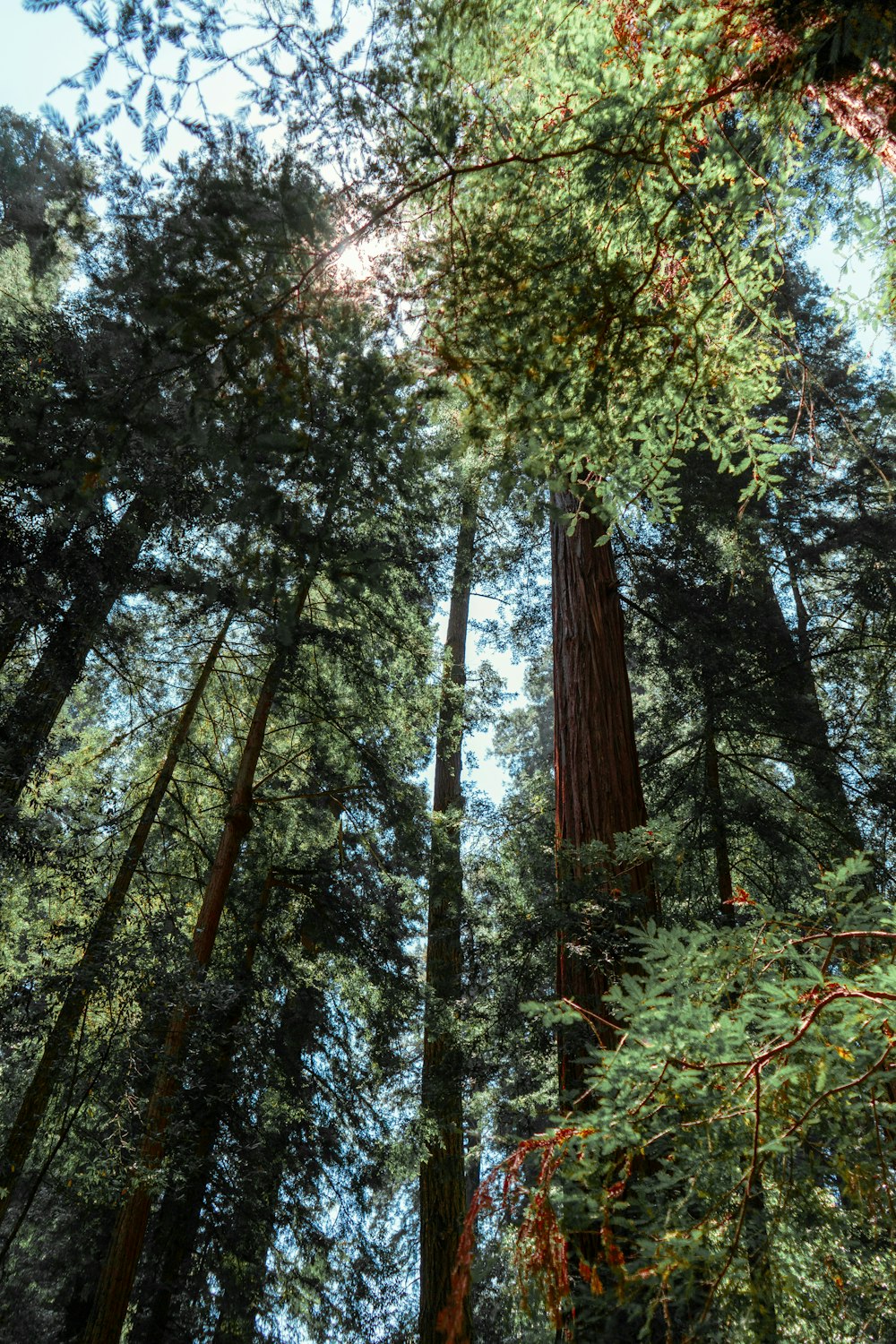 a forest filled with lots of tall trees